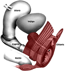 Sexología