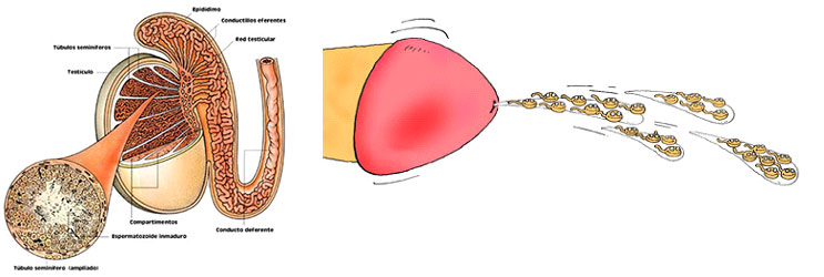 Obstetricia