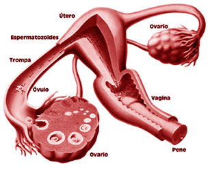 Obstetricia