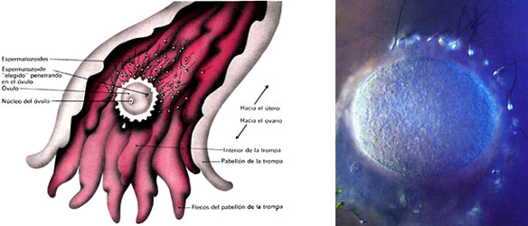 Obstetricia