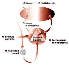 Sexología