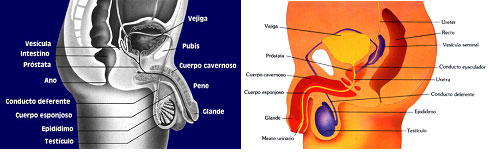 Sexología