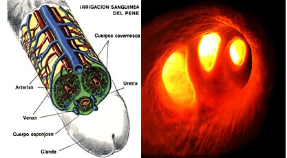 Sexología