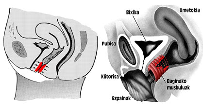 Sexología